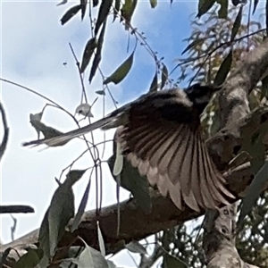 Rhipidura albiscapa at Ngunnawal, ACT - 19 Oct 2024