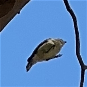 Smicrornis brevirostris at Ngunnawal, ACT - 19 Oct 2024