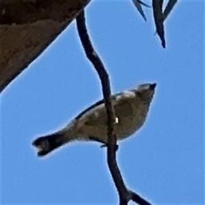 Smicrornis brevirostris at Ngunnawal, ACT - 19 Oct 2024