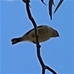 Smicrornis brevirostris at Ngunnawal, ACT - 19 Oct 2024