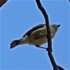 Smicrornis brevirostris at Ngunnawal, ACT - 19 Oct 2024