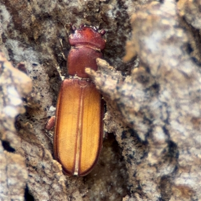 Platisus sp. (genus) (Flat bark beetle) at Ngunnawal, ACT - 19 Oct 2024 by Hejor1