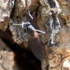 Sciaridae sp. (family) (Black fungus gnat) at Ngunnawal, ACT - 19 Oct 2024 by Hejor1