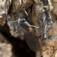 Sciaridae sp. (family) at Ngunnawal, ACT - 19 Oct 2024 01:45 PM