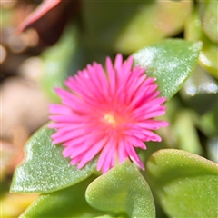 Aptenia cordifolia (Baby Sun Rose, Heartleaf Ice Plant) at Ngunnawal, ACT - 19 Oct 2024 by Hejor1