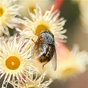 Calliphora stygia at Ngunnawal, ACT - 19 Oct 2024