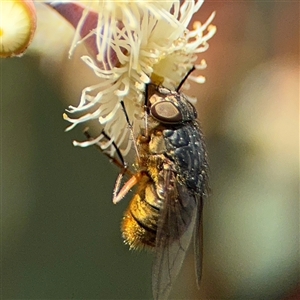 Calliphora stygia at Ngunnawal, ACT - 19 Oct 2024