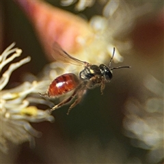 Lasioglossum (Chilalictus) hemichalceum (Halictid Bee) at Ngunnawal, ACT - 19 Oct 2024 by Hejor1