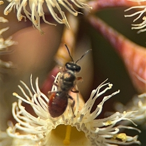 Lasioglossum (Chilalictus) hemichalceum at Ngunnawal, ACT - 19 Oct 2024 01:35 PM