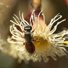 Lasioglossum (Chilalictus) hemichalceum at Ngunnawal, ACT - 19 Oct 2024 01:35 PM