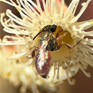 Lasioglossum (Chilalictus) hemichalceum at Ngunnawal, ACT - 19 Oct 2024 01:35 PM