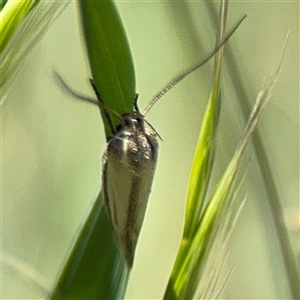 Oecophoridae (family) at Ngunnawal, ACT - 19 Oct 2024 01:34 PM