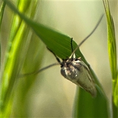 Oecophoridae (family) at Ngunnawal, ACT - 19 Oct 2024 01:34 PM