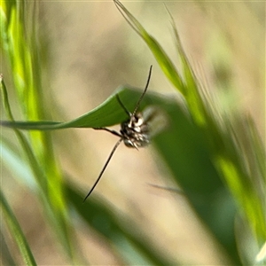 Oecophoridae (family) at Ngunnawal, ACT - 19 Oct 2024 01:34 PM