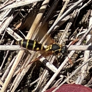 Polistes (Polistes) chinensis at Ngunnawal, ACT - 19 Oct 2024 01:31 PM