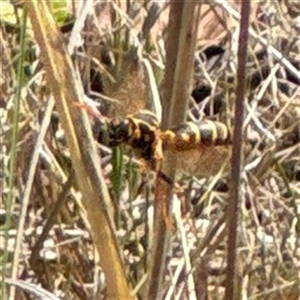 Polistes (Polistes) chinensis at Ngunnawal, ACT - 19 Oct 2024 01:31 PM