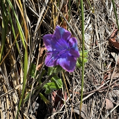 Echium plantagineum (Paterson's Curse) at Ngunnawal, ACT - 19 Oct 2024 by Hejor1