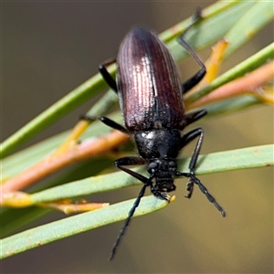 Homotrysis cisteloides at Ngunnawal, ACT - 19 Oct 2024