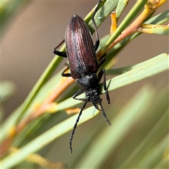 Homotrysis cisteloides at Ngunnawal, ACT - 19 Oct 2024