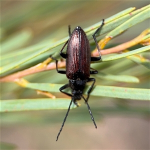 Homotrysis cisteloides at Ngunnawal, ACT - 19 Oct 2024