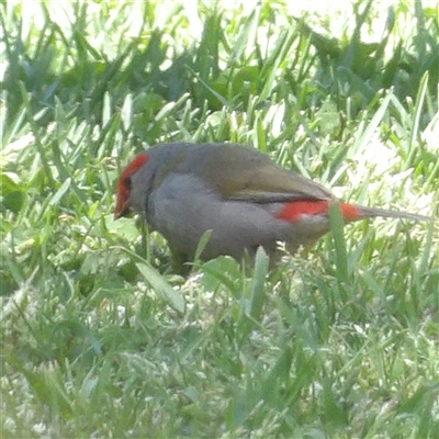 Neochmia temporalis (Red-browed Finch) at Braidwood, NSW - 20 Oct 2024 by MatthewFrawley