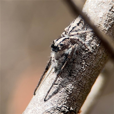 Cytaea aspera (Grey Striped Bark Jumper) at Ngunnawal, ACT - 19 Oct 2024 by Hejor1