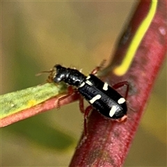 Lemidia nitens (A clerid beetle) at Ngunnawal, ACT - 19 Oct 2024 by Hejor1