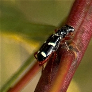 Lemidia nitens at Ngunnawal, ACT - 19 Oct 2024 01:16 PM