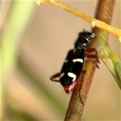 Lemidia nitens at Ngunnawal, ACT - 19 Oct 2024 01:16 PM