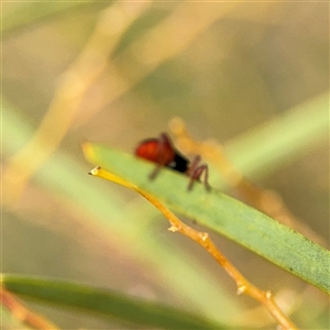 Lemidia nitens at Ngunnawal, ACT - 19 Oct 2024 01:16 PM