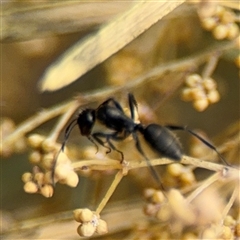 Camponotus sp. (genus) (A sugar ant) at Ngunnawal, ACT - 19 Oct 2024 by Hejor1