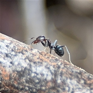 Iridomyrmex rufoniger at Ngunnawal, ACT - 19 Oct 2024 01:14 PM