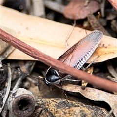 Johnrehnia concisa (A native cockroach) at Ngunnawal, ACT - 19 Oct 2024 by Hejor1