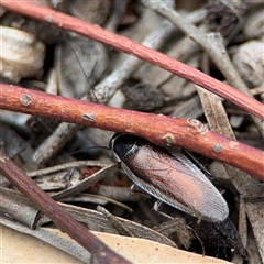 Johnrehnia concisa at Ngunnawal, ACT - 19 Oct 2024 01:13 PM