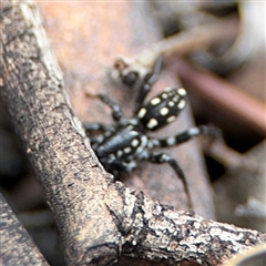 Nyssus albopunctatus at Ngunnawal, ACT - 19 Oct 2024