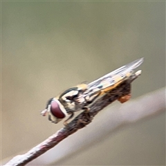 Simosyrphus grandicornis (Common hover fly) at Ngunnawal, ACT - 19 Oct 2024 by Hejor1