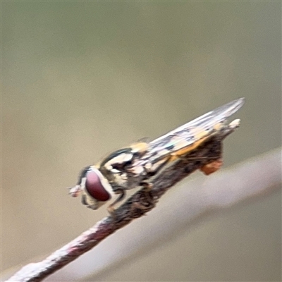 Simosyrphus grandicornis (Common hover fly) at Ngunnawal, ACT - 19 Oct 2024 by Hejor1