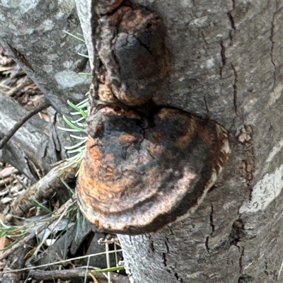 Phellinus sp. (non-resupinate) (A polypore) at Ngunnawal, ACT - 19 Oct 2024 by Hejor1