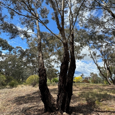 Eucalyptus melliodora (Yellow Box) at Ngunnawal, ACT - 19 Oct 2024 by Hejor1