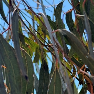 Eucalyptus sp. at Ngunnawal, ACT - 19 Oct 2024 01:03 PM