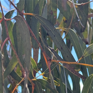 Eucalyptus sp. at Ngunnawal, ACT - 19 Oct 2024 01:03 PM