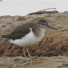 Actitis hypoleucos (Common Sandpiper) at Kalbarri, WA - 20 Oct 2024 by HelenCross