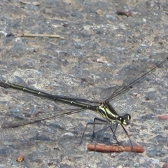 Austroargiolestes icteromelas (Common Flatwing) at Macgregor, ACT - 19 Oct 2024 by Christine