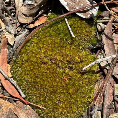 Syntrichia papillosa at Ngunnawal, ACT - 19 Oct 2024 by Hejor1