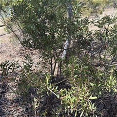 Melaleuca (genus) (A Melaleuca) at Ngunnawal, ACT - 19 Oct 2024 by Hejor1