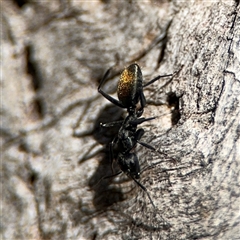 Camponotus aeneopilosus (A Golden-tailed sugar ant) at Ngunnawal, ACT - 19 Oct 2024 by Hejor1