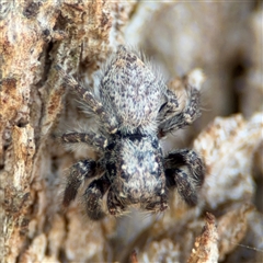 Servaea villosa at Ngunnawal, ACT - 19 Oct 2024 by Hejor1