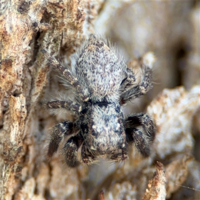 Servaea villosa at Ngunnawal, ACT - 19 Oct 2024 by Hejor1