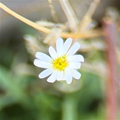 Vittadinia muelleri (Narrow-leafed New Holland Daisy) at Ngunnawal, ACT - 19 Oct 2024 by Hejor1