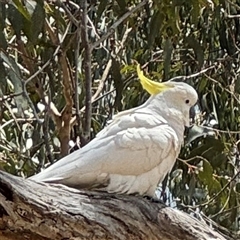 Cacatua galerita (Sulphur-crested Cockatoo) at Ngunnawal, ACT - 19 Oct 2024 by Hejor1